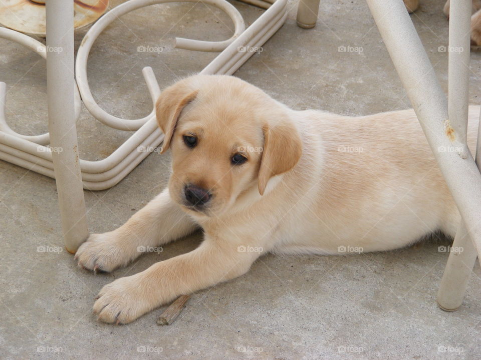 He is a purebred yellow Labrador retriever puppy.