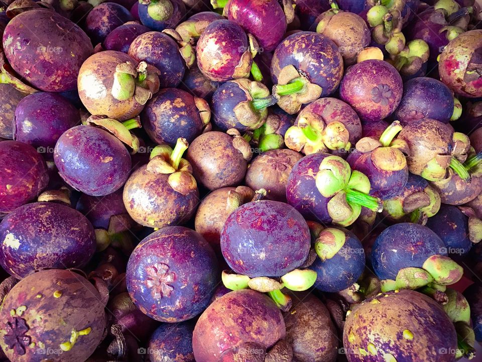 The purple mangosteen (Garcinia mangostana)