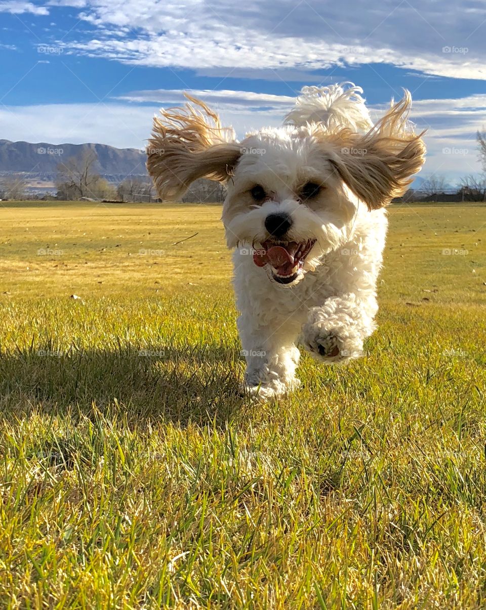 The joys of running outside. The crisp autumn air, the open field and the blue sky. 
