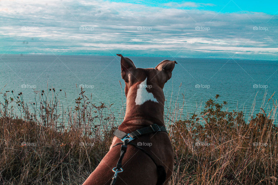 Amstaff looking at the sea