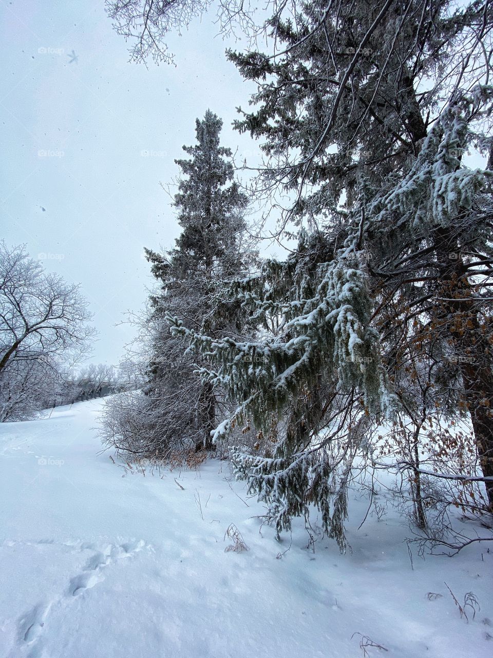 Winter scenery 