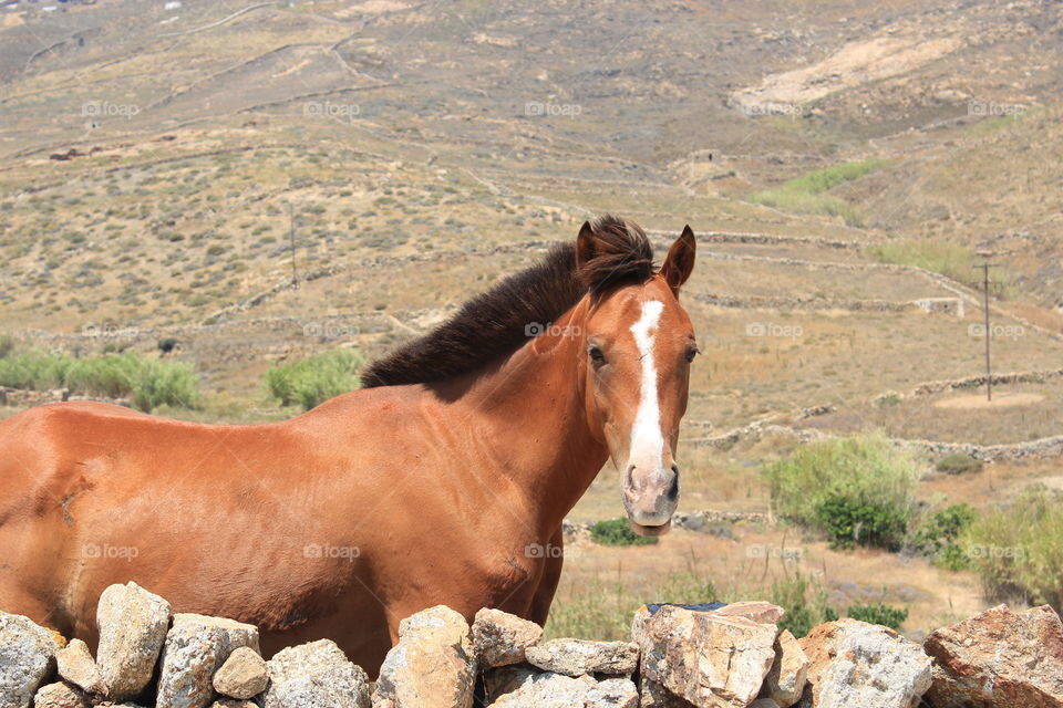 beautiful horse