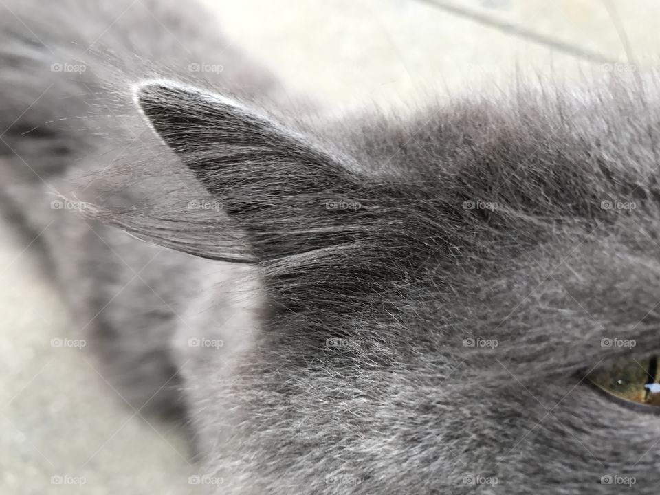 Kitty Ear