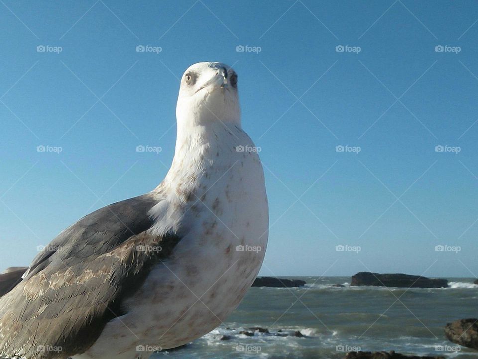 Beautiful seagull looking at my camera