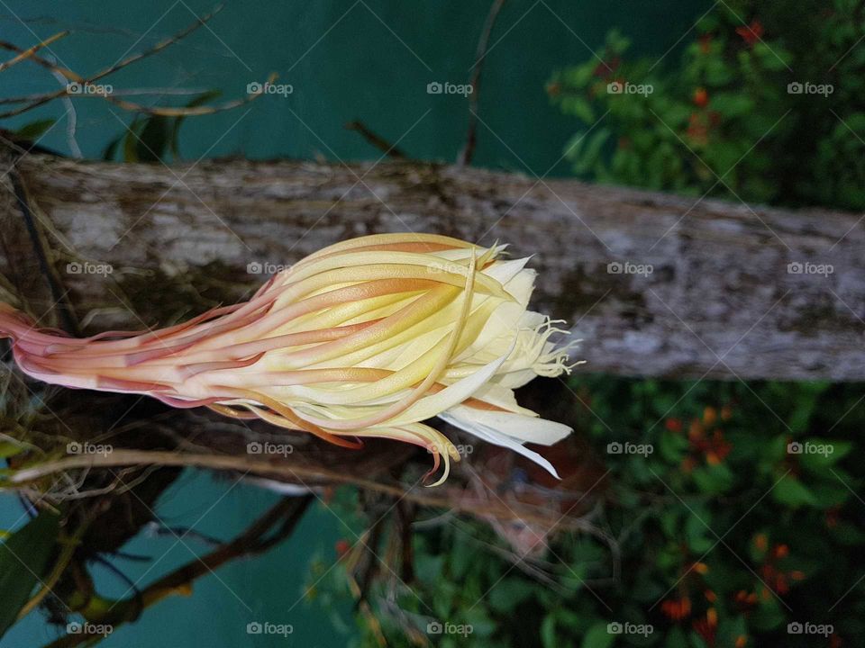 the wilting of a kadupul flower, this version of which is endemic to Sri Lanka, the flower blooms at night only one day a year, this day of the year, all of the kadupul flowers bloom. this is one of the rarest and most expensive flowers in the world