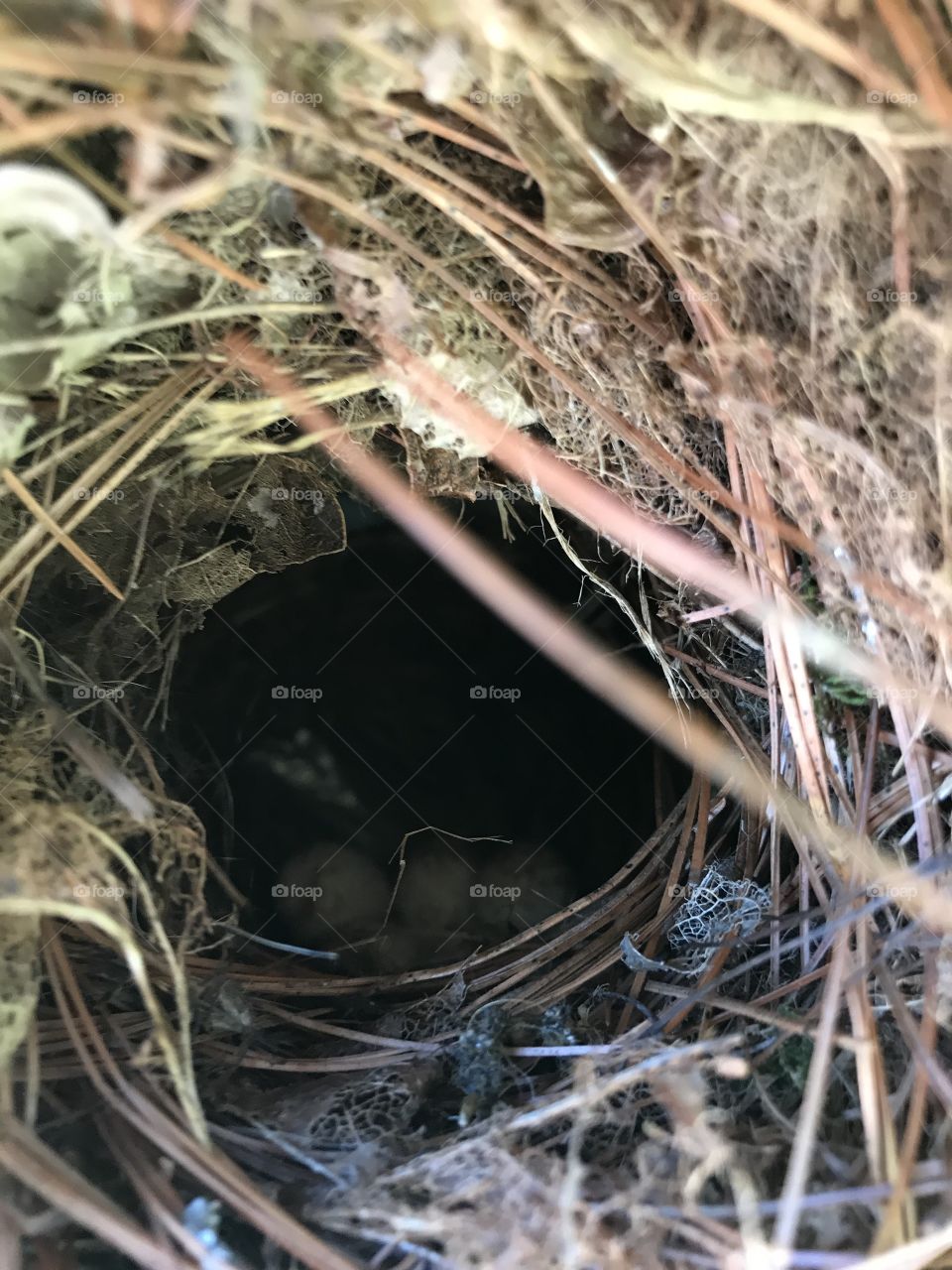 Nest