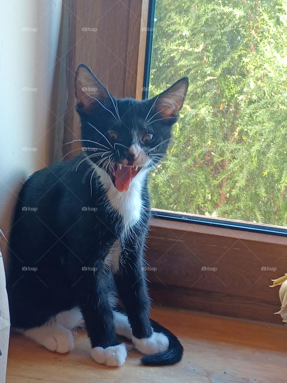 Mein Kater Willi ist müde