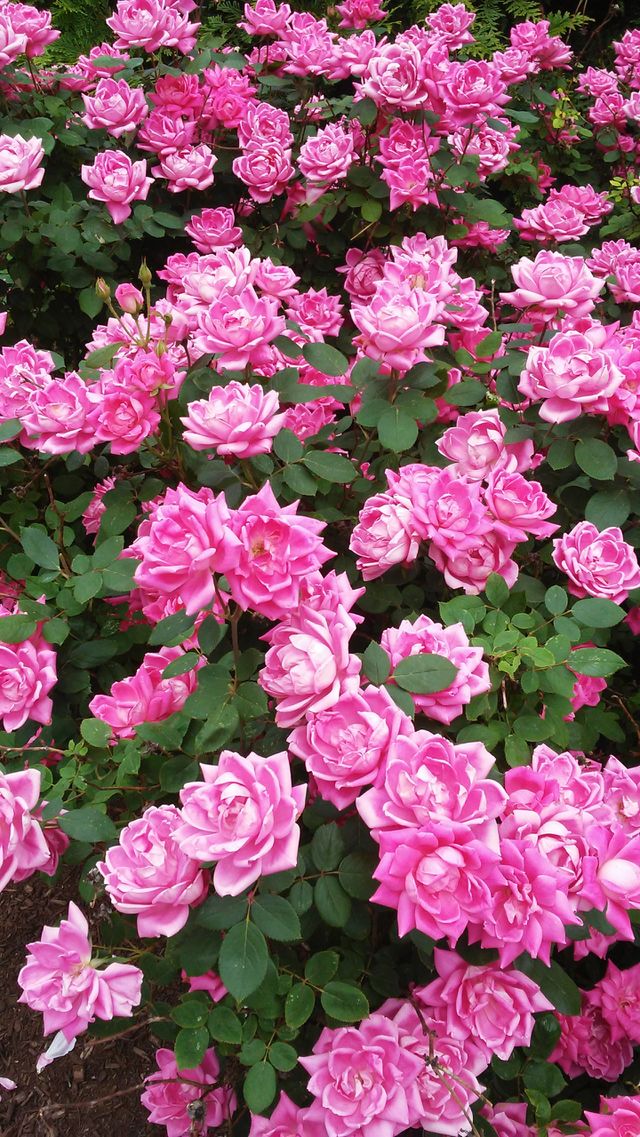 summer roses. pink. beauty