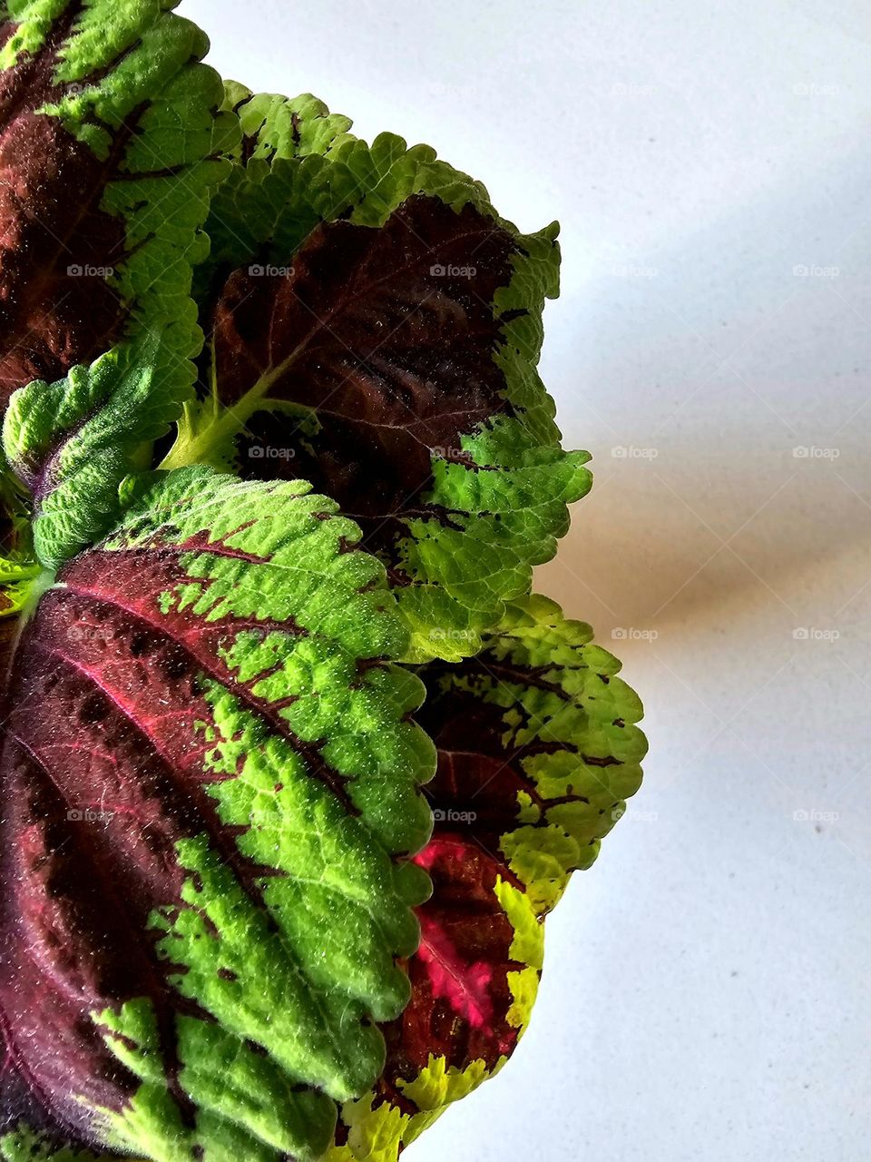 Green and red are the colors of the leaves of the Coleus plant, although there are several varieties. They may vary in tones, but they are always attractive. Caution is recommended as they are toxic for cats and dogs.