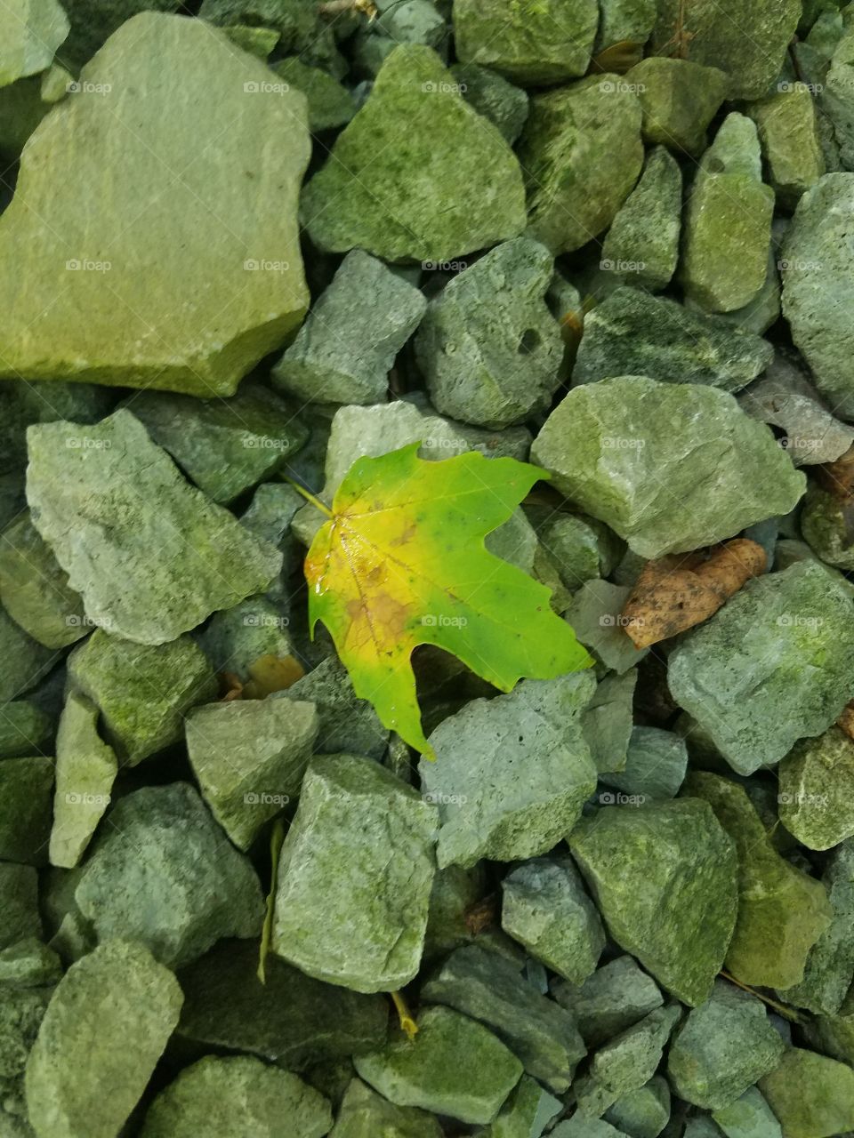 Leaf on the Rocks