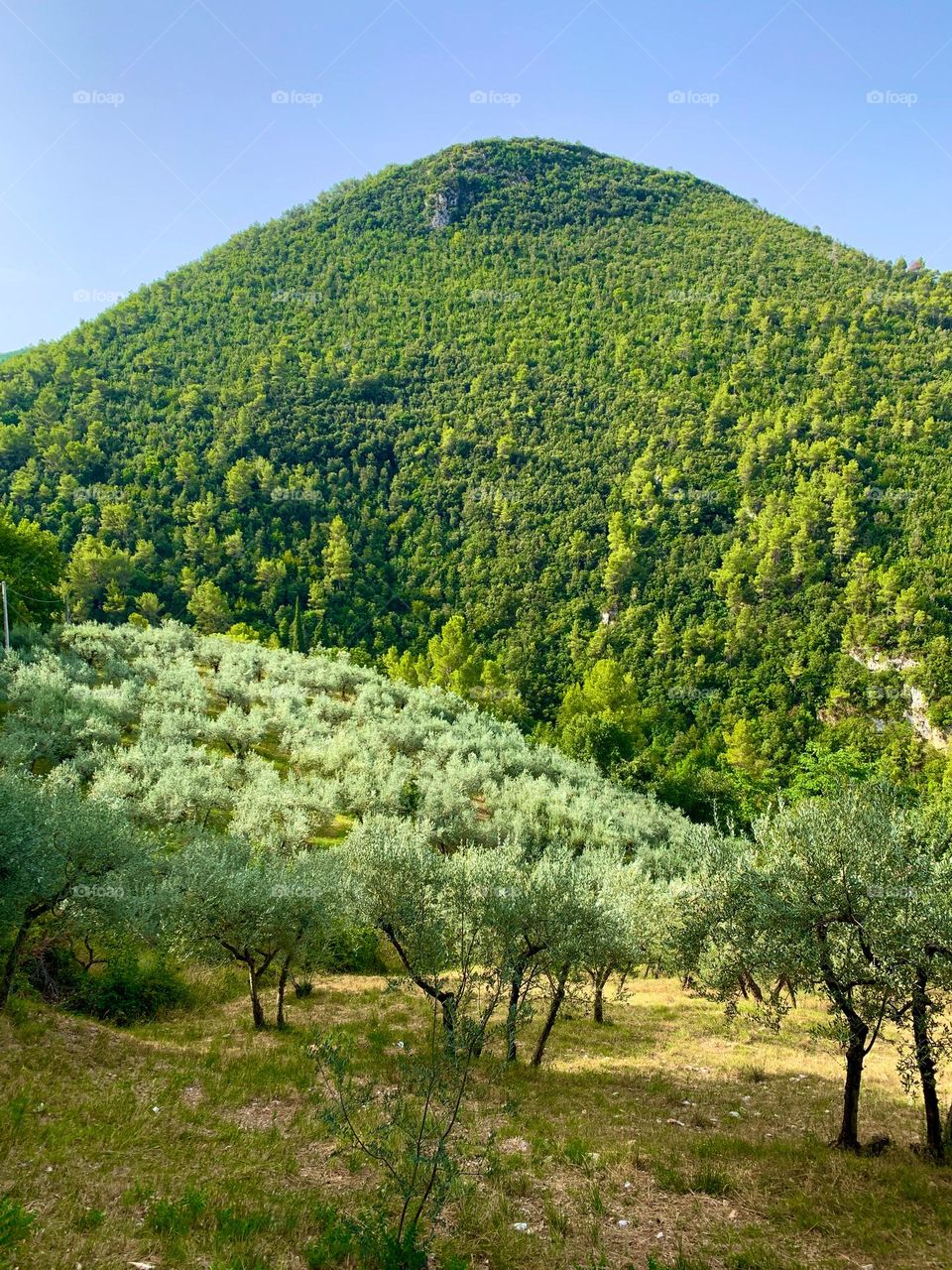 The Umbrian Gold Coast, the cultivation of the olive tree