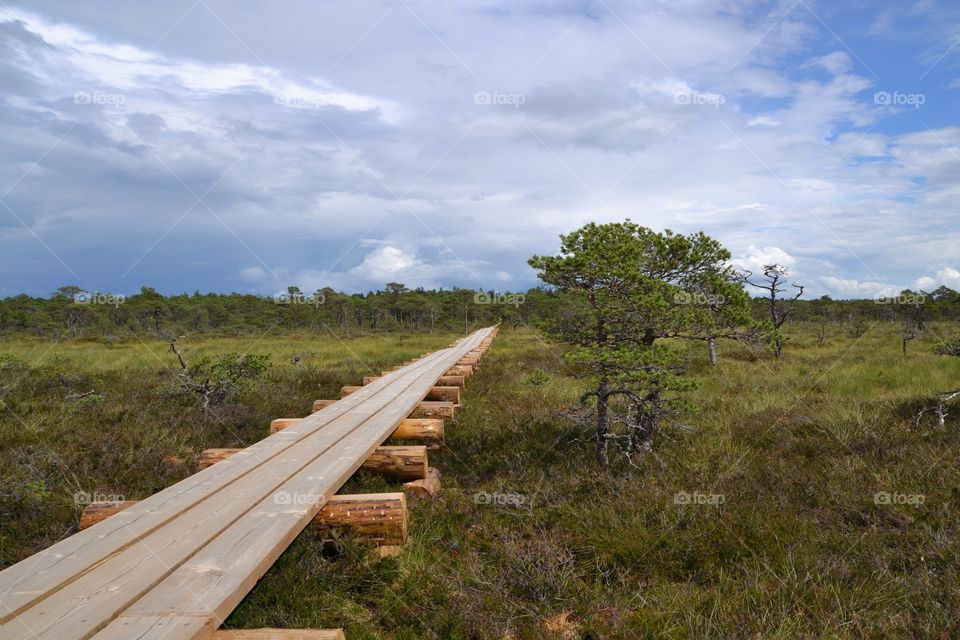Marimetsa moor in Estonia