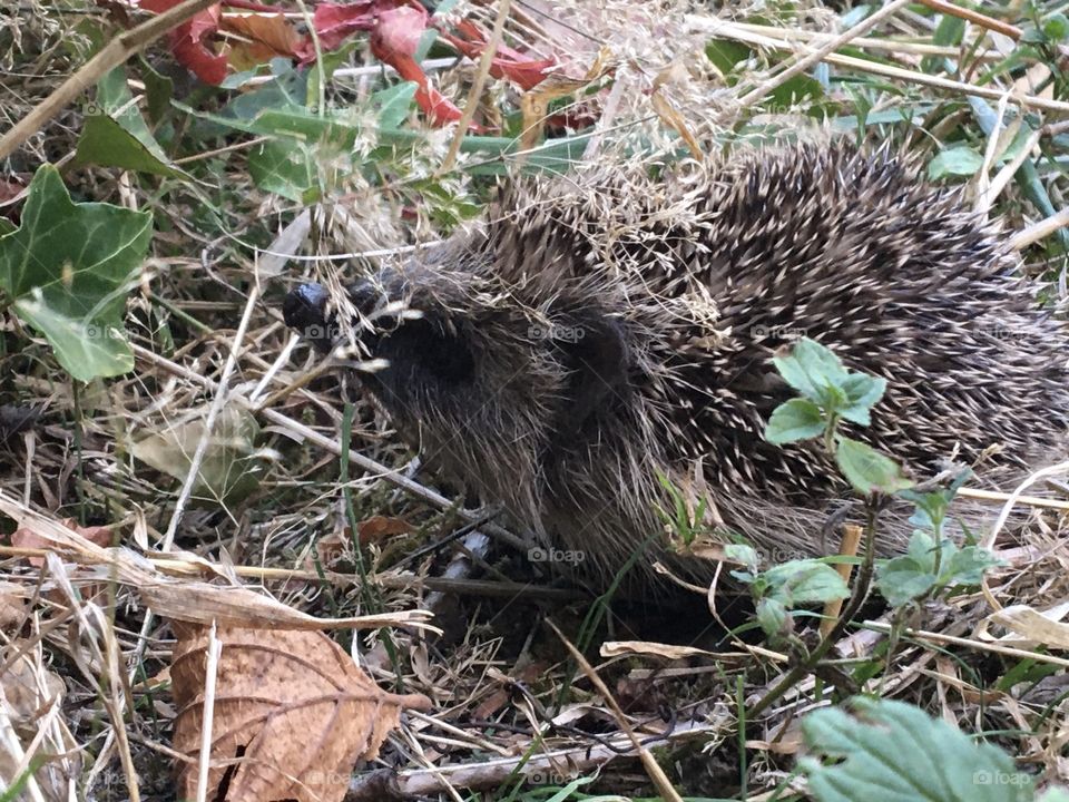 Curious young hedgehog 