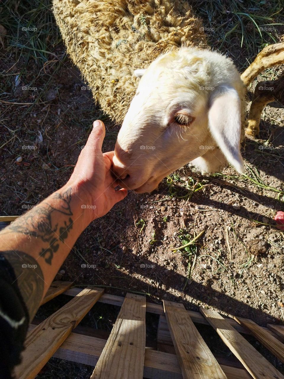 petting a lamb