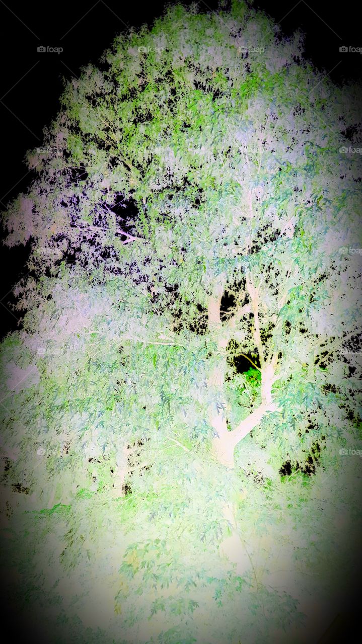 tree negative colors