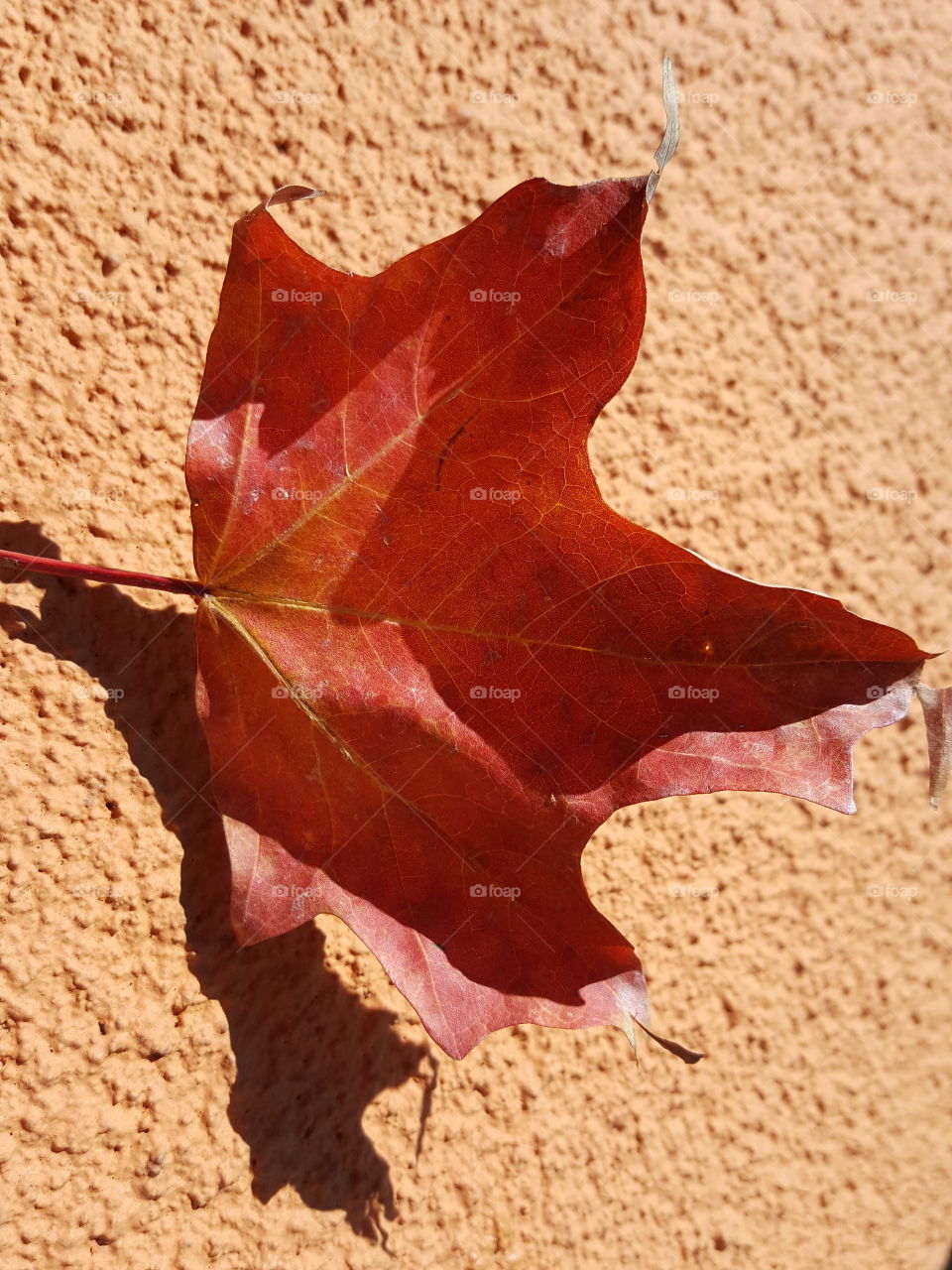 orange leaf