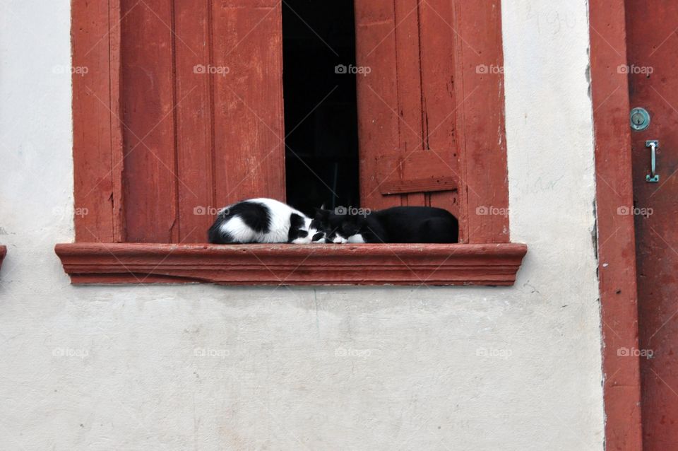 Two cats daiting in a red colonial window