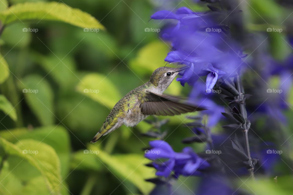 Hummingbird sucking raindrops  