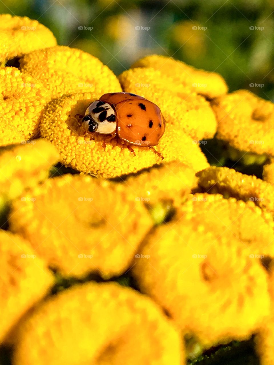 Lady Bug on Yarrow 