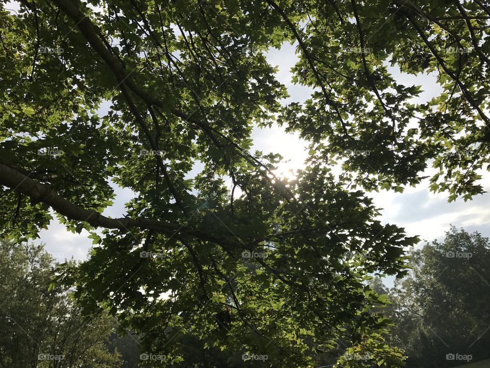 Sunlight filtering through the trees 