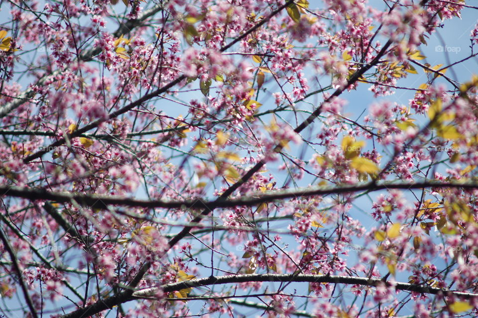 Beautiful Cherry blossoms 