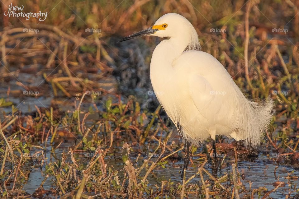 Snowy egret