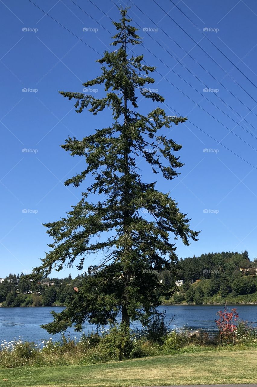 This is a picture of a conifer tree by the water at Evergreen Park in Bremerton.