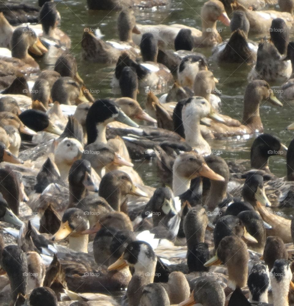 ducks on the backwaters India