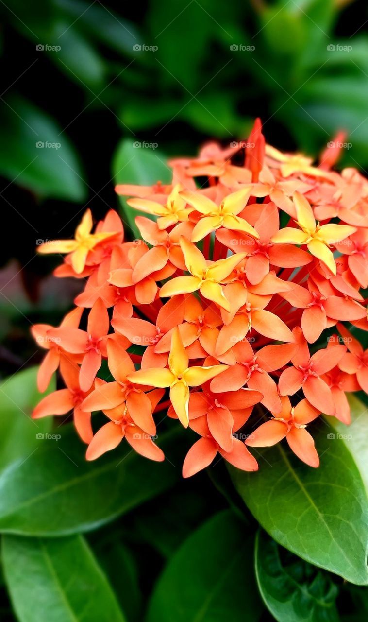 Ixora chinensis