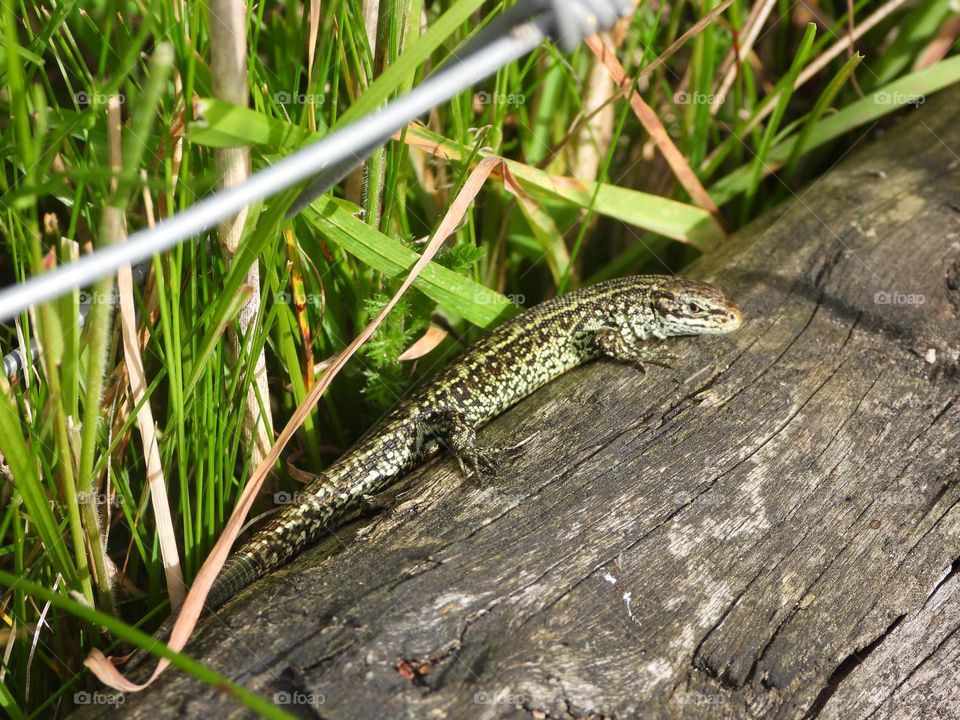A lizard on a tree stump 
