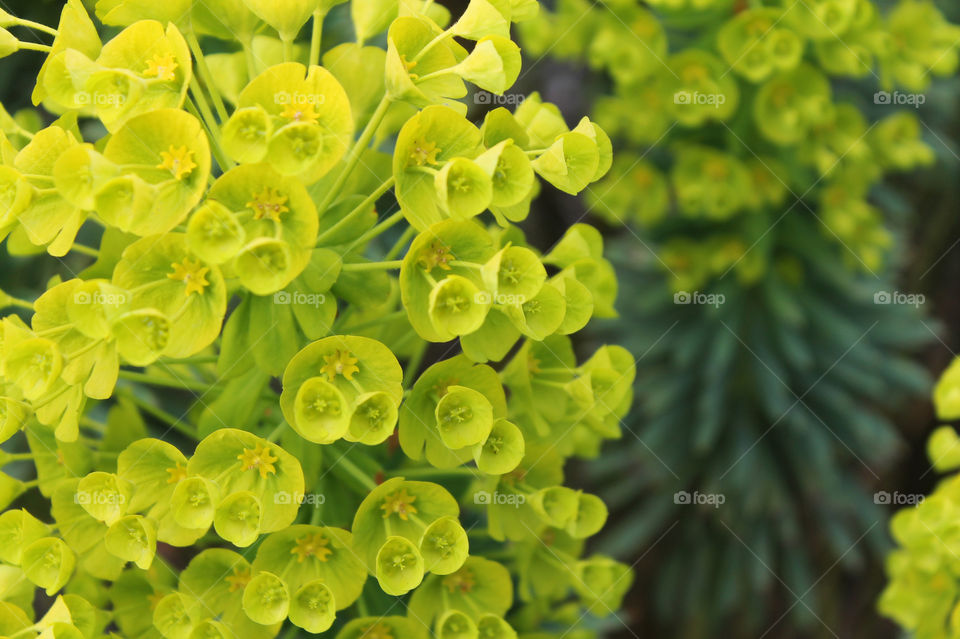 Closeup of the lime green Spurge (Euphorbia wulenii) flowers and the olive green leaves below showing beautiful contrast and structure in our Spring garden. 