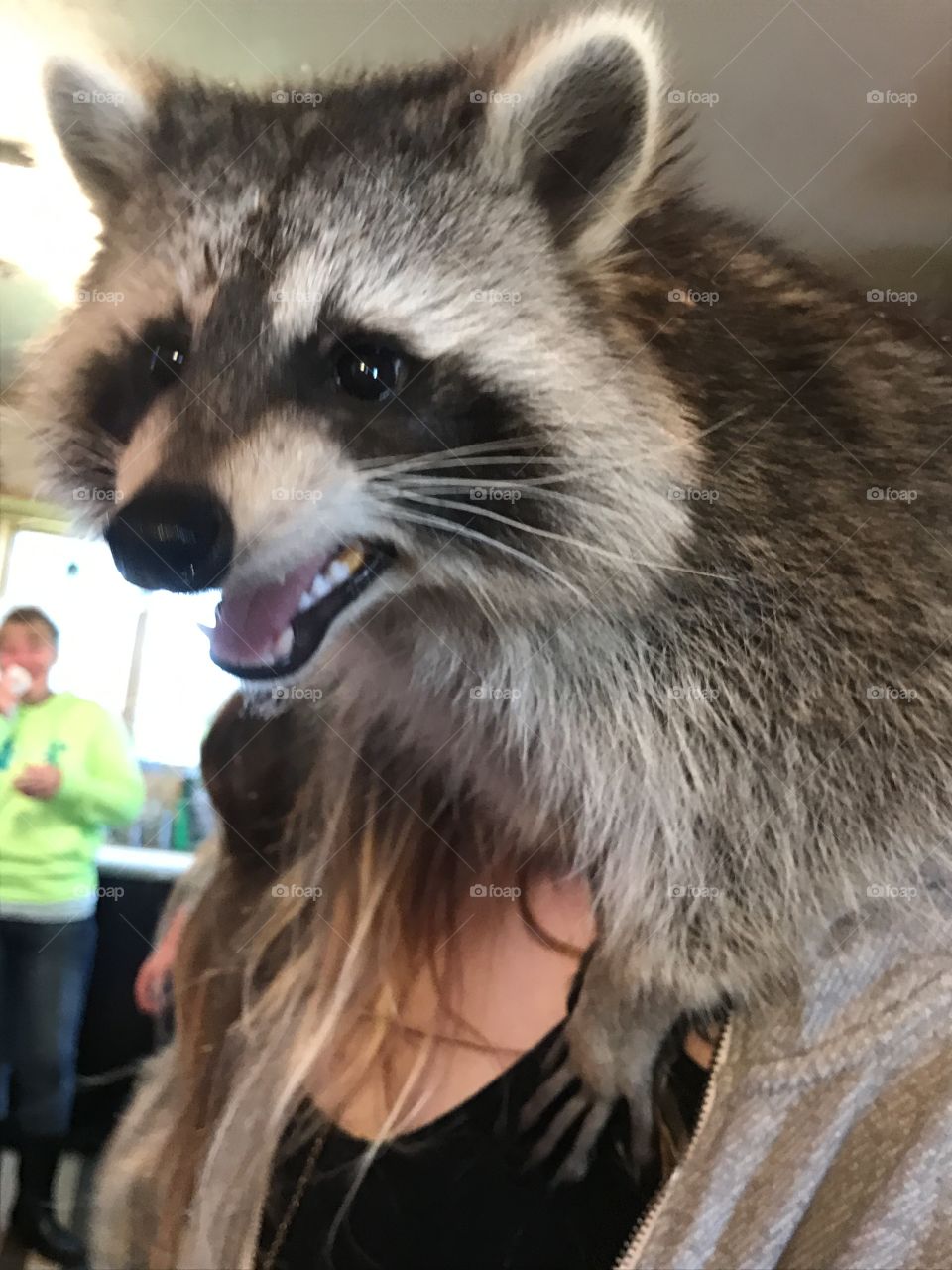 Pet raccoon 