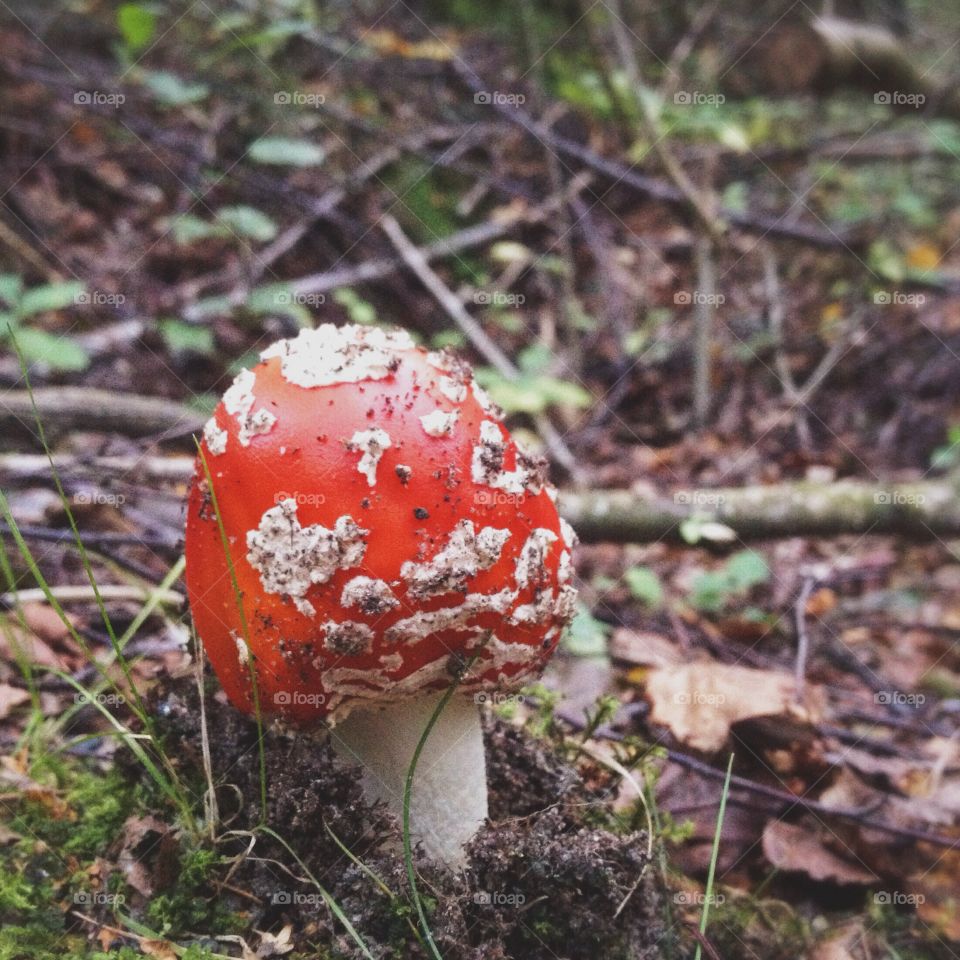 Poisonous fungus