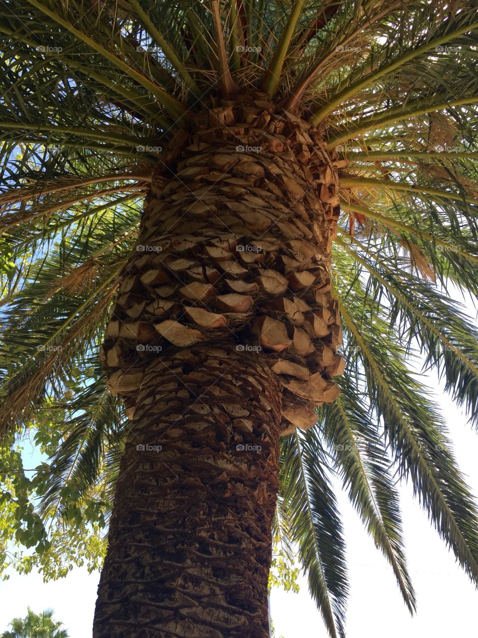 Palm Tree Bark