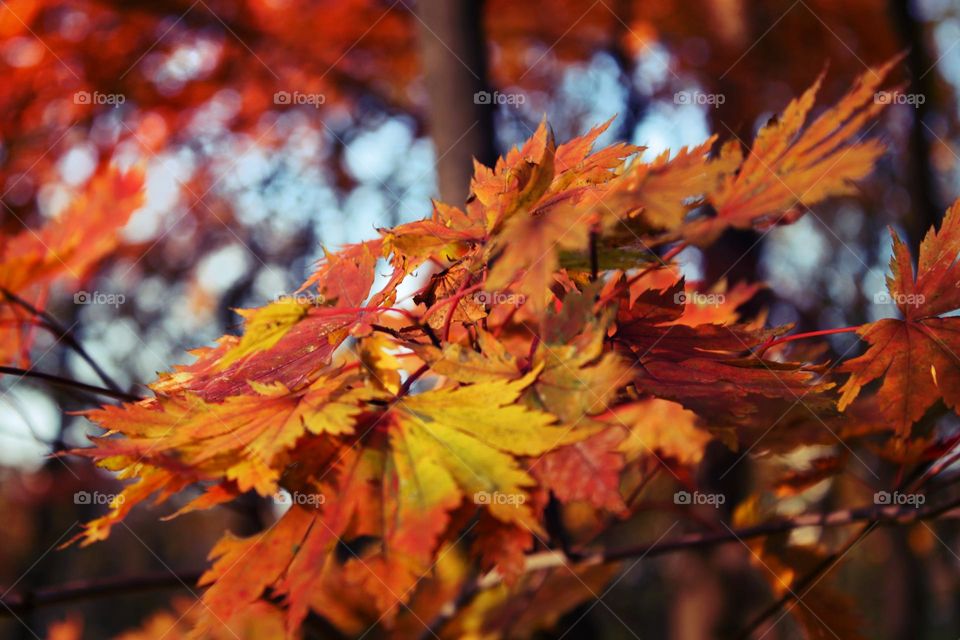 autums leaves in warm tones