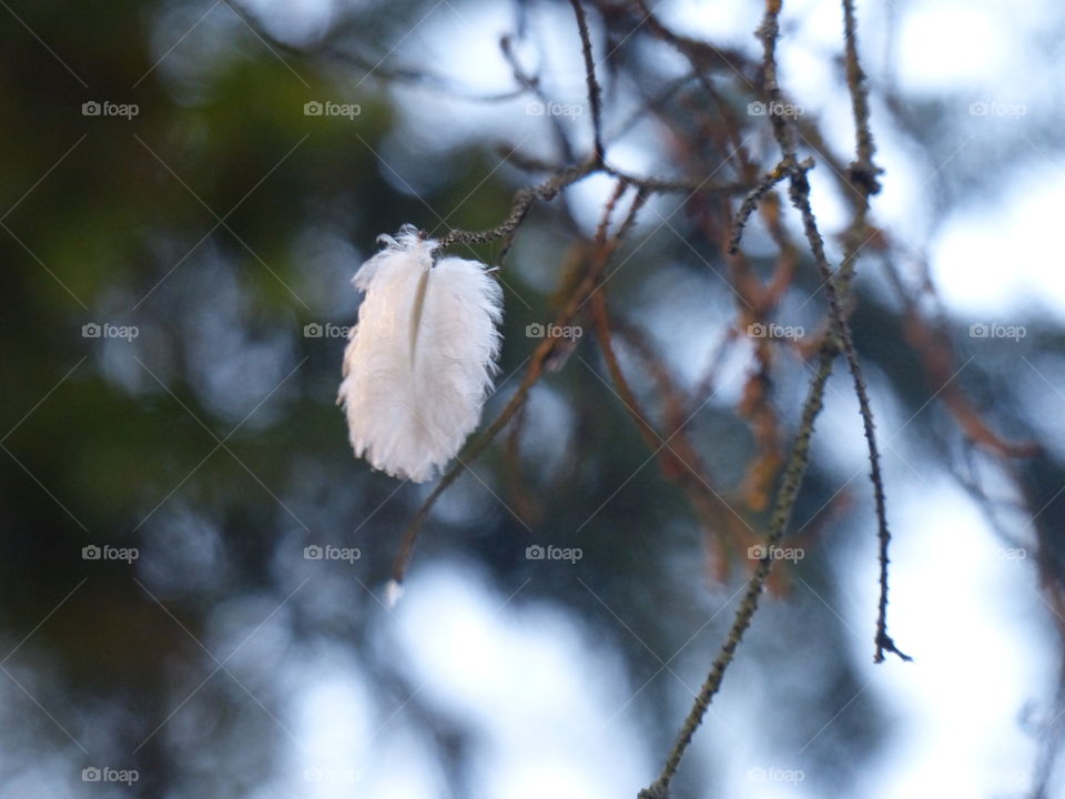 White feather on the tree