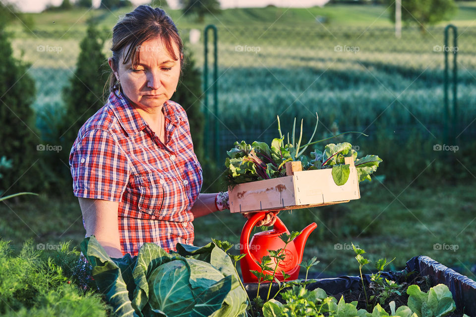 Woman working in a home garden in the backyard, picking the vegetables and put to wooden box. Candid people, real moments, authentic situations