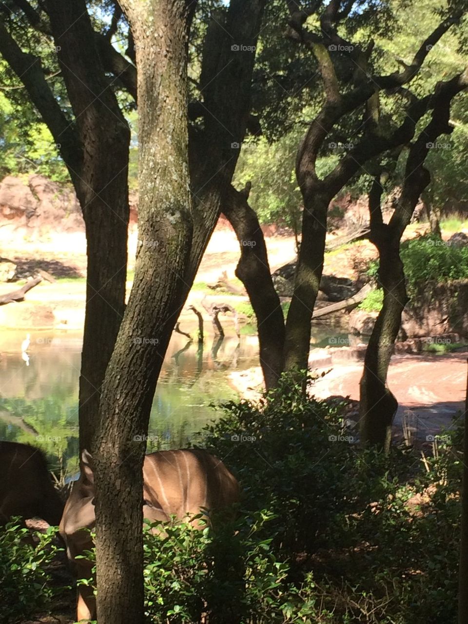 Okapi Forest