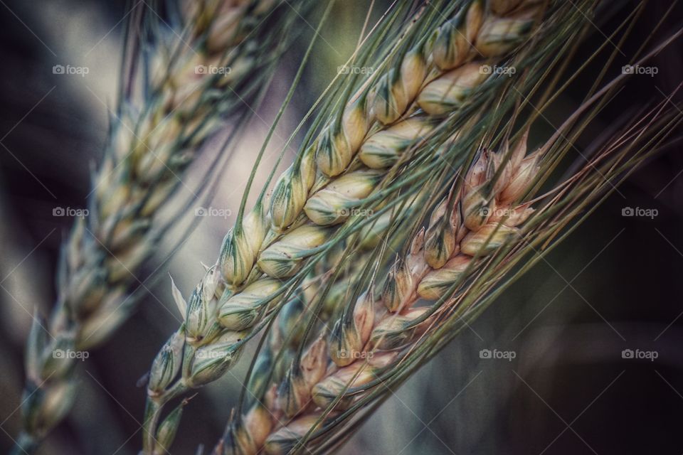 wheat farming