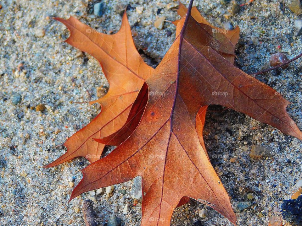 oak leaves on the sand