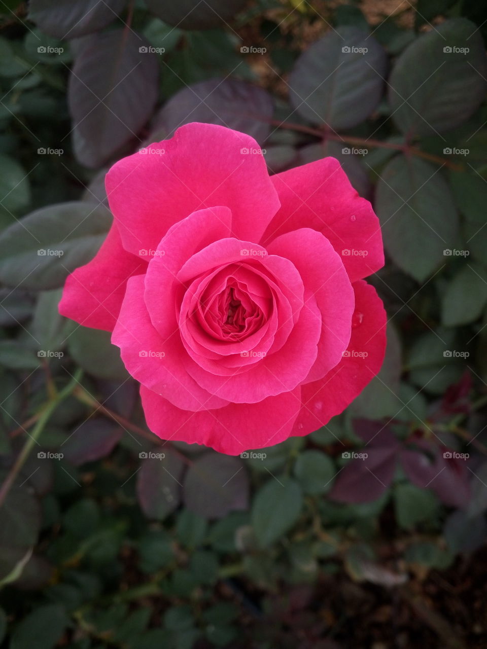 the most beautiful symbol of love and romance flower rose in my garden thick pink color