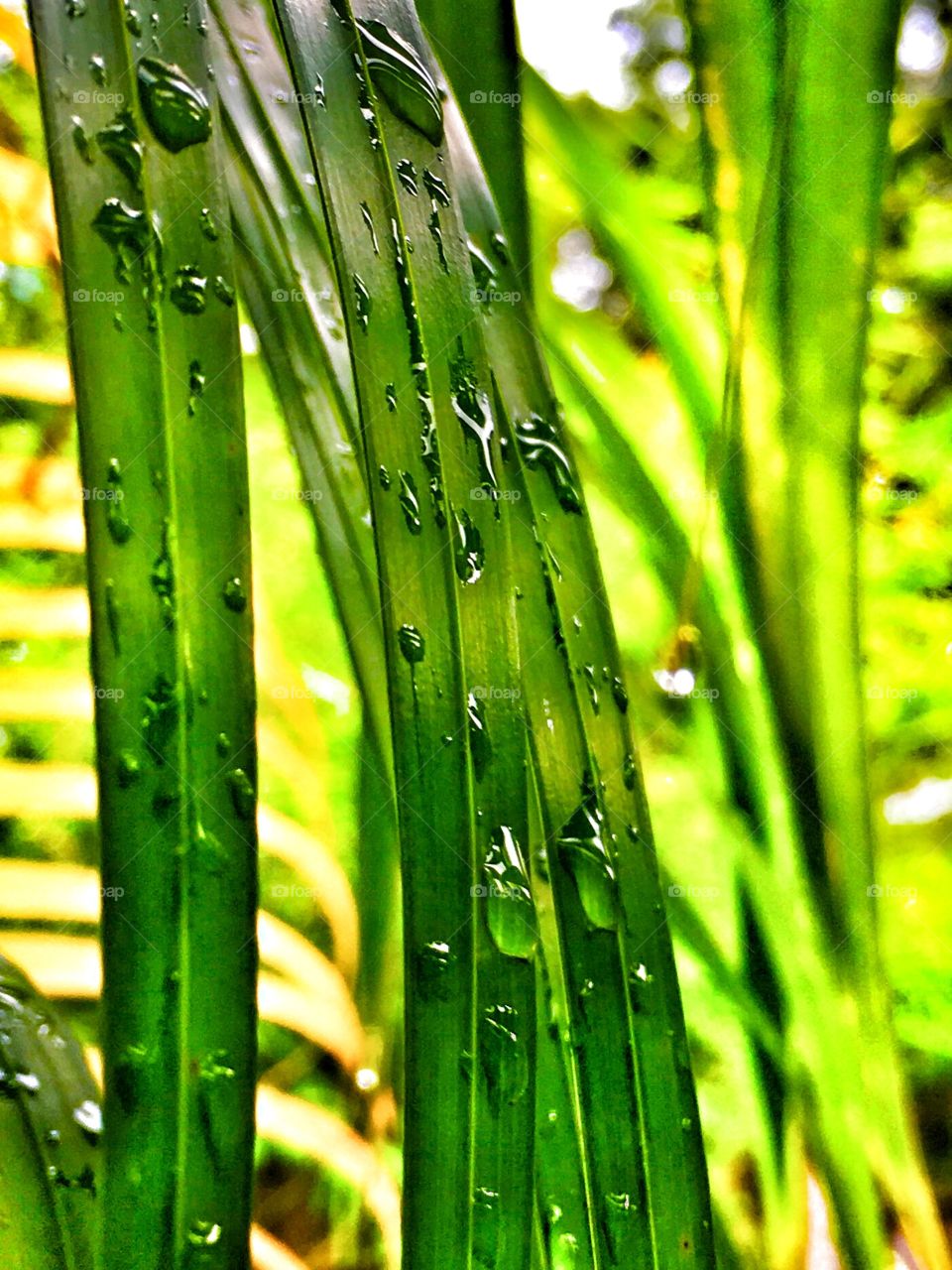 Water drops on a Palm frond