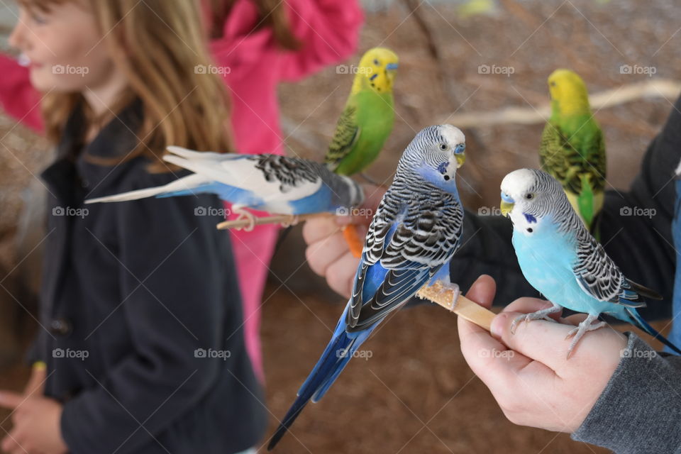 feeding parakeets