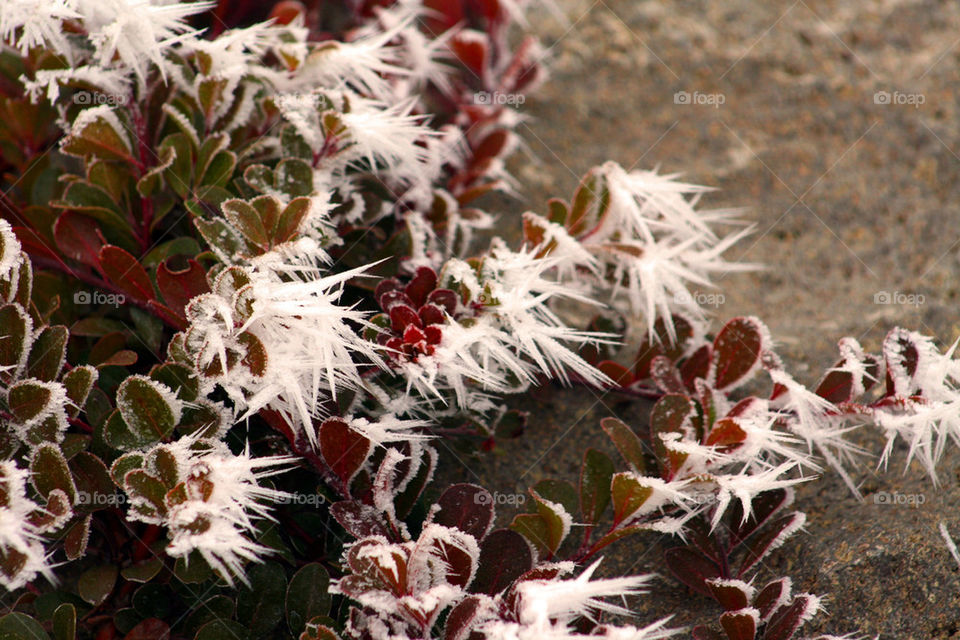 snow winter dirt desert by mmcook