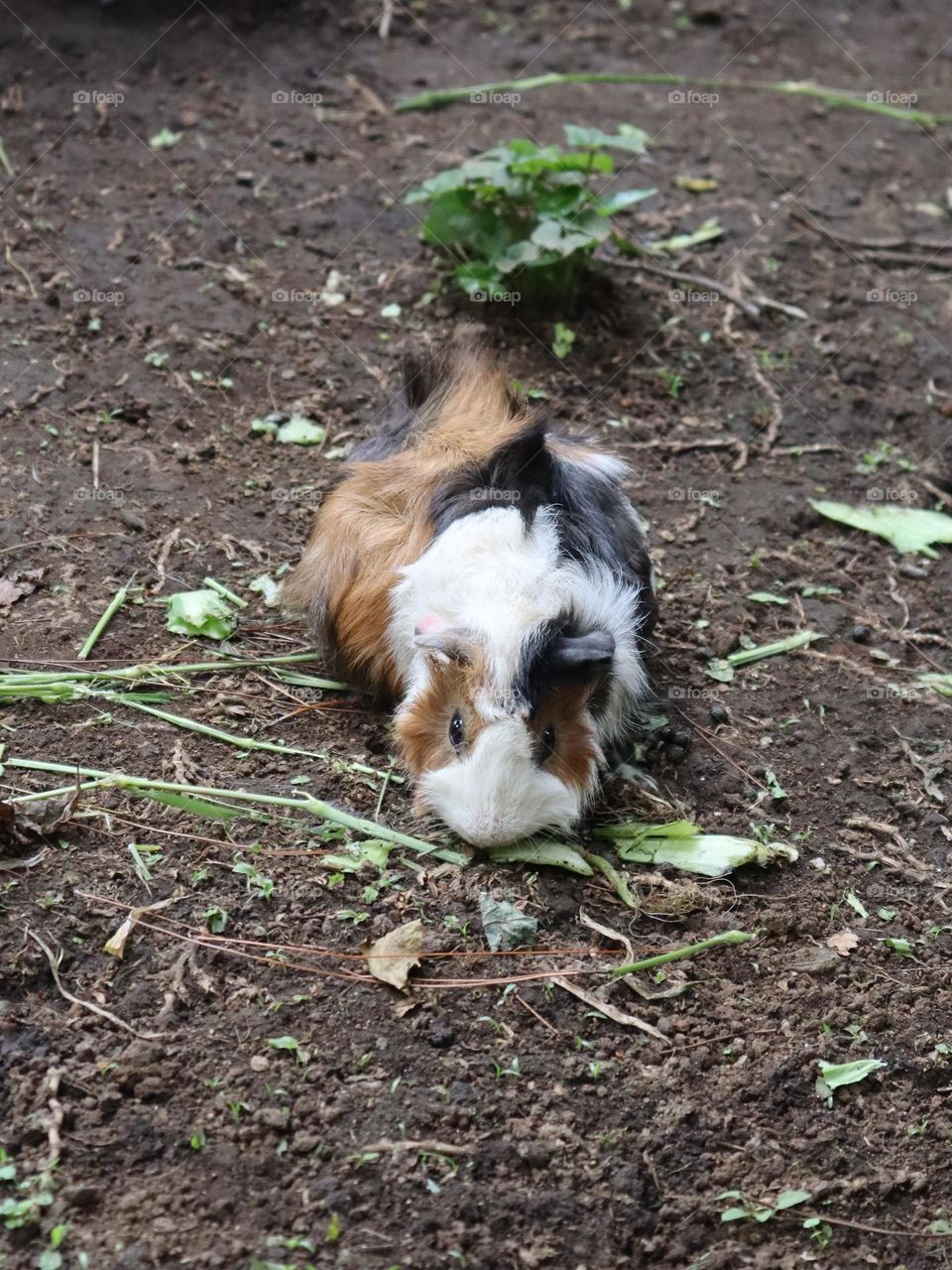 The peruvian guinea pig, white brown and black color fur eating vegetable at the ground.