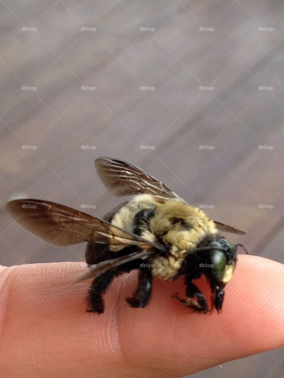 Holding a bee