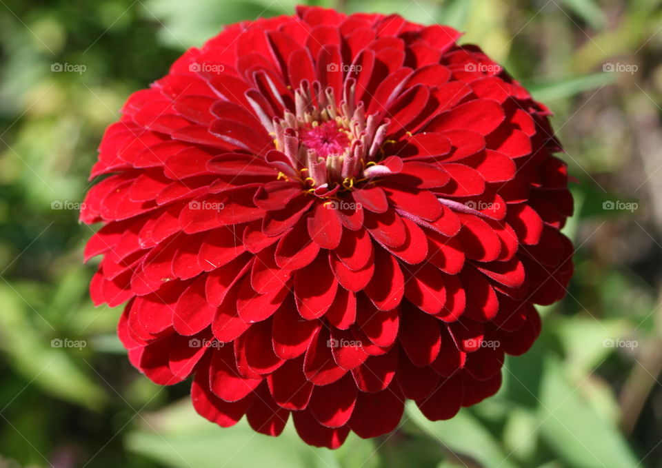 Red Zinnia 
