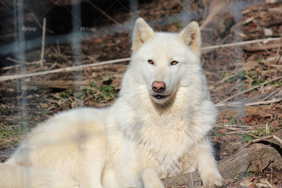 A beautiful and happy white wolf getting ready to howl as the other wolves by her are howling very beautifully. 