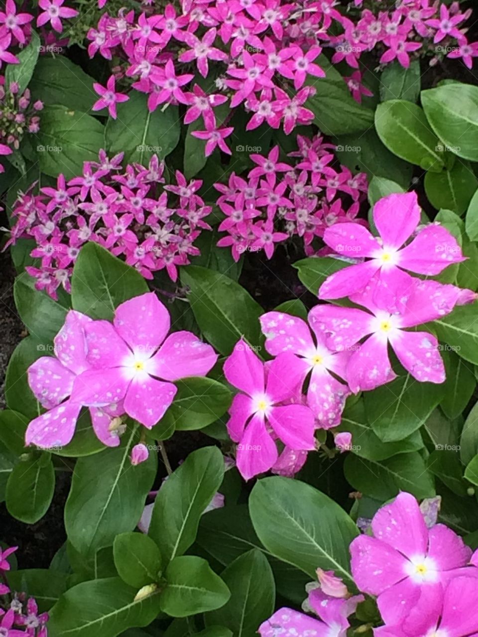 Purple Flowers