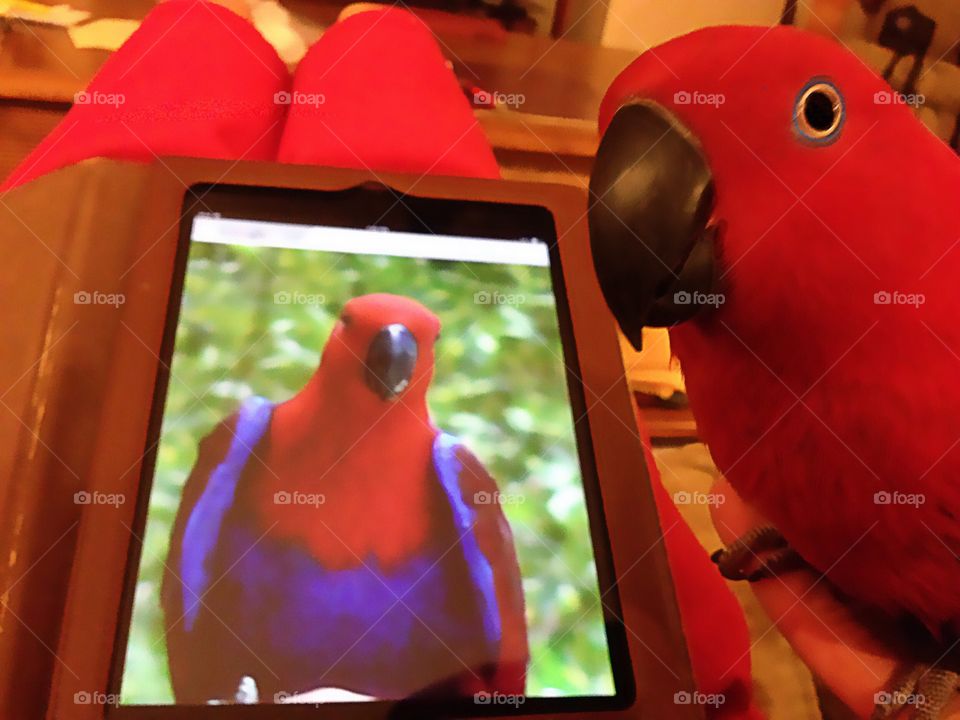 Red parrot and technology 